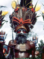 7 Birds of Paradise feathered head dress 800