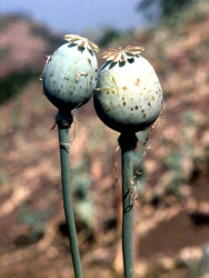 20 Opium poppy in Burma 800