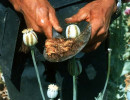 21 Extracting the resin from an opium poppy in Burma 800
