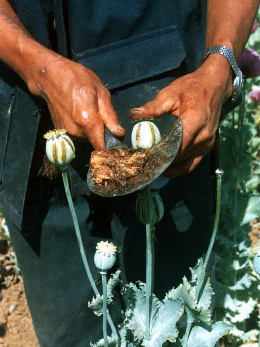 21 Extracting the resin from an opium poppy in Burma 800