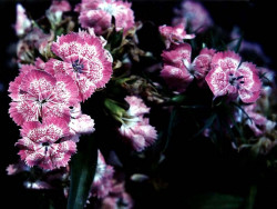 35 Can you identify this flower  11  800