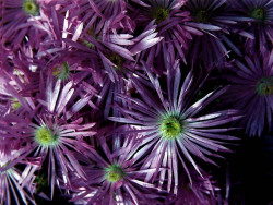 40 Aster from Australia 800