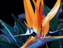 44 Bird of Paradise from Nicaragua  4  800