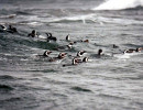27 Penguins swimming in the cold Pacific waters of Southern Chile 800