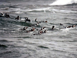 27 Penguins swimming in the cold Pacific waters of Southern Chile 800