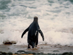 39 South American penguin gazing out to sea in Chile 800
