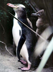 9 Adult penguin with its offspring in New Zealand 800