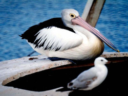 birds australia 2 800