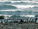 birds penguins along coastal chile 800