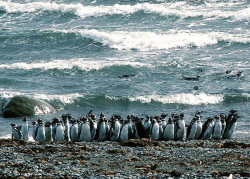 birds penguins along coastal chile 800