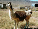 13 Male llama in the mountains of Chile 800