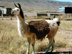 13 Male llama in the mountains of Chile 800