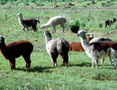14 Small herd of llamas in the high mountains of Chile 800