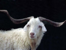 17 White Brazilian Billy Goat 800