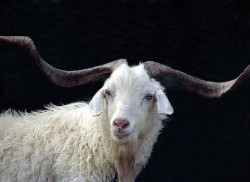 17 White Brazilian Billy Goat 800