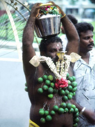 22  Man of Many Lemons 800