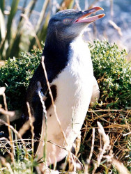 22 Penguin in New Zealand on guard 800