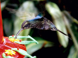26 A humming bird feeding with Ghost wings 800