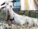 26 Neighborhood billy goat in the streets of Brazil 800