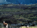 27 Vicunas grazing inside Tres Torres del Paine National Park 800