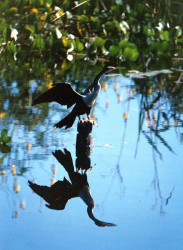 29 Bird sunning himself on a post in western Brazil 800