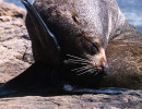 29 Sea lion near Dunedin on New Zealands South Island 800A