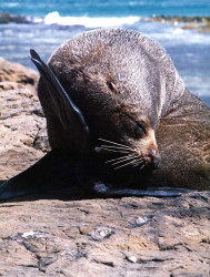 29 Sea lion near Dunedin on New Zealands South Island 800A