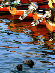 31 Two seals peaking their heads out of the water hoping for free fish in Chile 800
