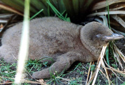 33 Sleeping baby penguin in Dunedin  New Zealand 800