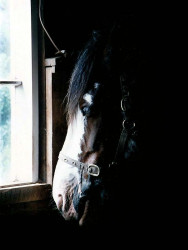 35 Portrait of a horse in Christchurch  New Zealand 800