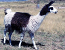 36 An alpaca in southern Chile 800
