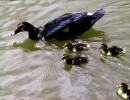 37 A duck and her small ducklings on a pond in Singapore 800