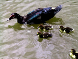 37 A duck and her small ducklings on a pond in Singapore 800