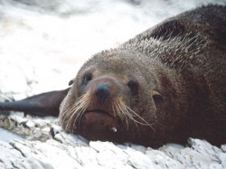 4  Chilean sea lion 800