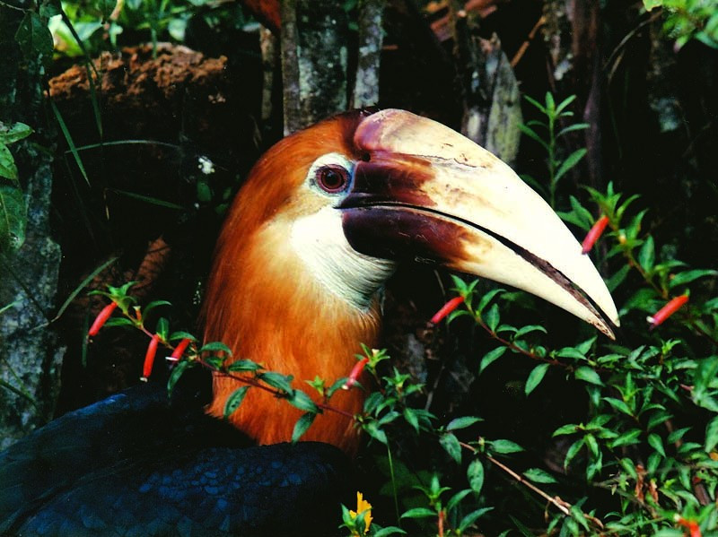 4 Pesky Horn Bill in Papua New Guinea 800