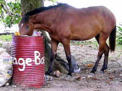 41 Step ahead of the garbage man 800