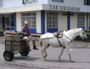 Horse cart 800
