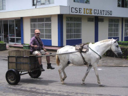 Horse cart 800