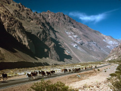 animals argentina horses 3 800