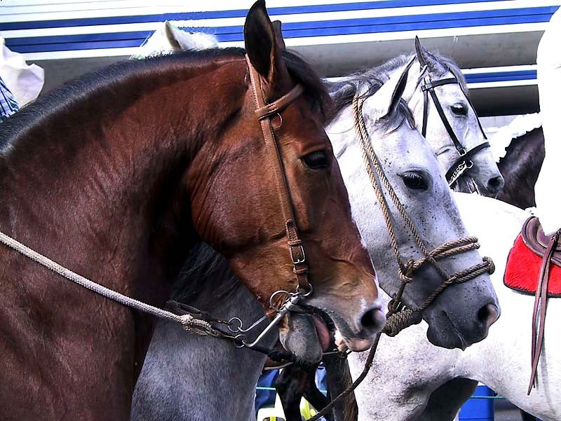 animals costa rica 2 800