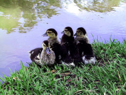 businesses costa rica 11  7  800