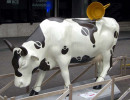 classy cow 20 800