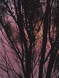 23 Setting sun glowing behind a tree in South Korea 800