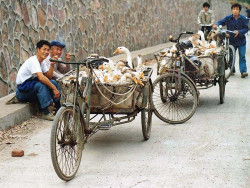 2 Duck Transport in western China 800