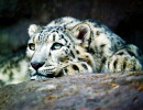 1 Snow Leopard in the mountains of western China 800