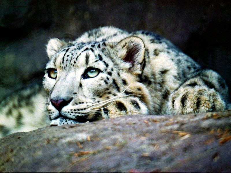 1 Snow Leopard in the mountains of western China 800