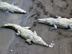 10 Three 15 foot long crocodiles sunning in Costa Rica 800