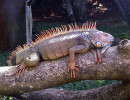 16 Large male iguana in El Salvador 800A