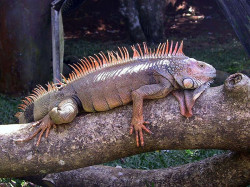 16 Large male iguana in El Salvador 800A