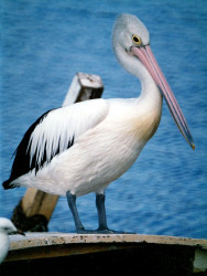 16 Pelican near Melbourne  Australia